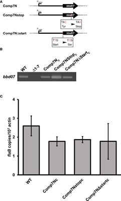 Potential Regulatory Role in Mammalian Host Adaptation for a Small Intergenic Region of Lp17 in the Lyme Disease Spirochete